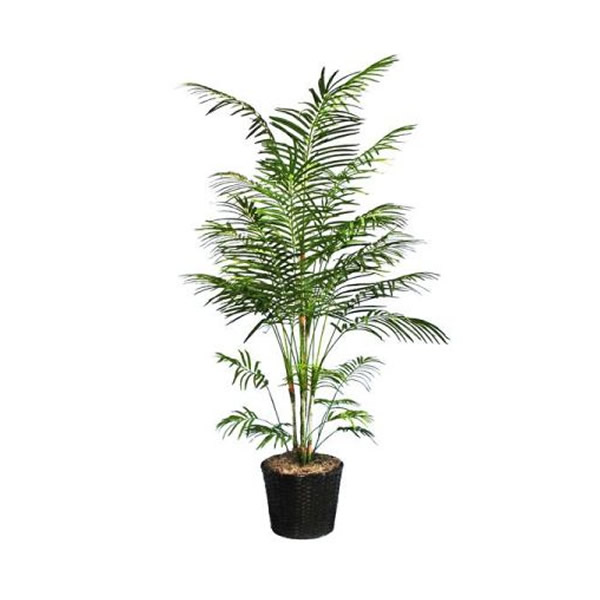 để cây trong phòng ngủ