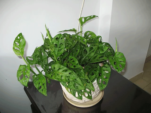 trồng cây gì trong phòng ngủ