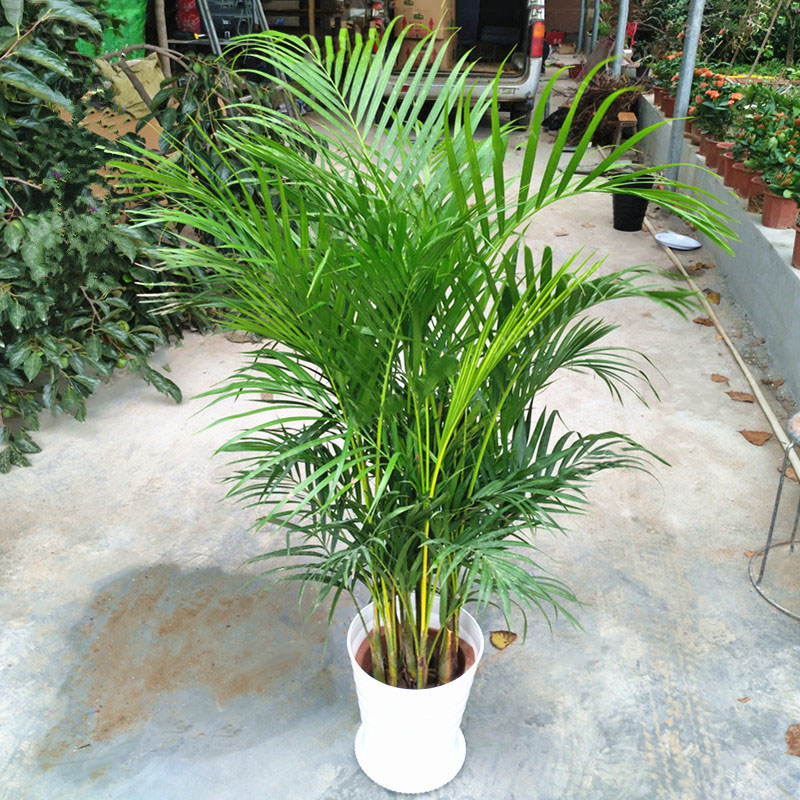 để cây gì trong phòng ngủ