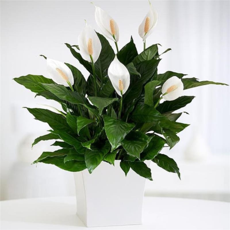 những cây trồng trong phòng ngủ