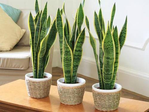 cây lưỡi hổ trong phòng ngủ