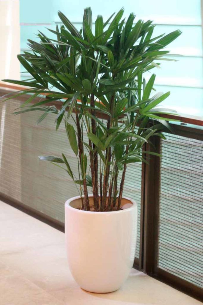 những loại cây nên trồng trong phòng ngủ