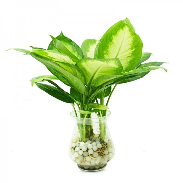 chọn trồng cây trong phòng ngủ