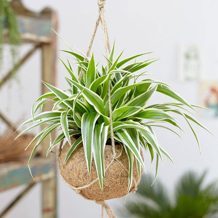 cây dây nhện đặt trong phòng ngủ là lựa chọn thích hợp