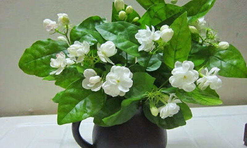 những loại cây trồng trong phòng ngủ