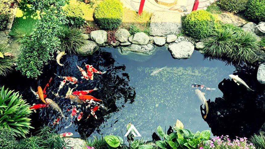 các mẫu quán cafe cá Koi đẹp lung linh
